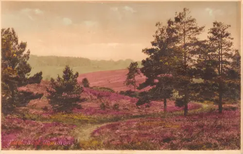 uk27978 ludshott common uk