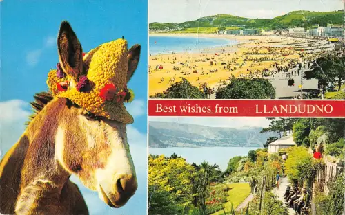 uk9093 beste Wünsche von Llandudno wales uk Donkey