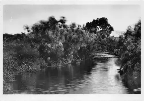 BG30888 siracusa fiume anapo con papiri italy CPSM 14,5x10cm