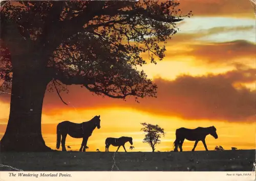 uk6678 waldering Moorland Ponys uk