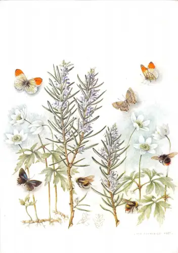 uk1780 botanics butterfly rosmary by mildred eldridge real photo uk