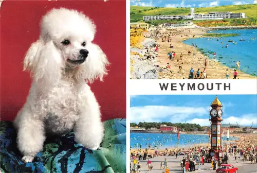 uk5628 weymouth dog uk