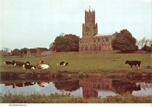 B100596 fotheringhay cow vaches uk