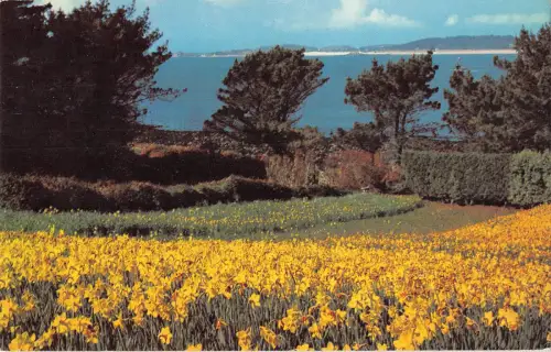 uk9684 daffodils st marys scilly uk