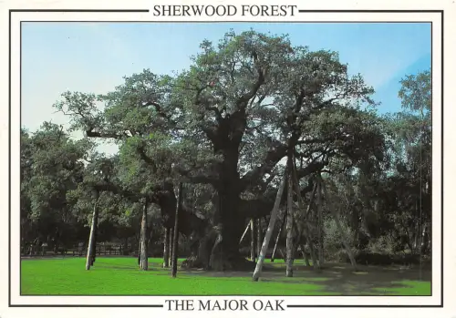 uk44050 major oak sherwood forest uk
