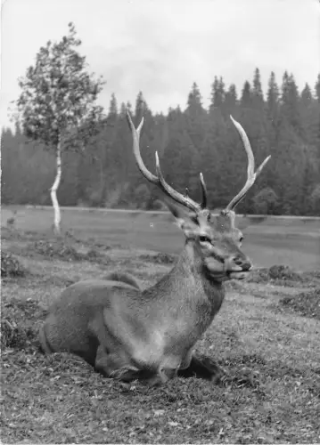 BG21966 Cerf Hirsch Gruss aus dem Erzgebirge Germany CPSM 14,5x9cm