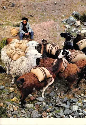 BG21263 lama cuzco peru lamas typen folklore