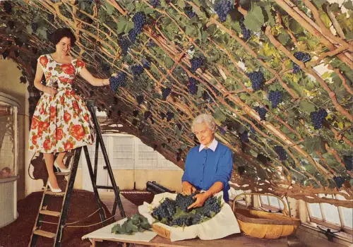 uk5985 great vine hampton court palace uk wine grapes