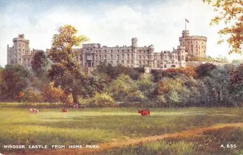 BR80565 Windsor Castle from home park cow vache uk