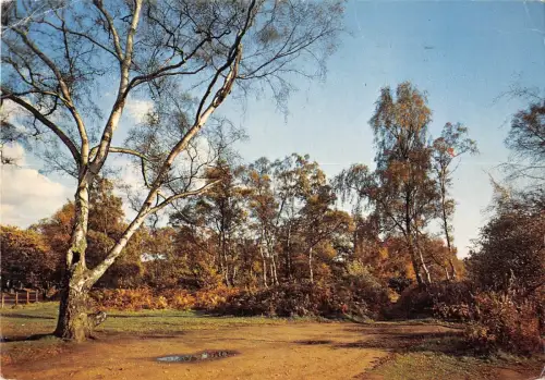 BR91171 sherwood forest nottinghamshire uk