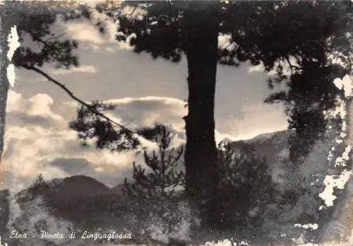 BR6682 Etna Pineta di Linguaglossa italy