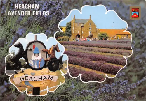 uk47043 heacham lavander fields uk