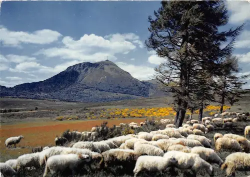 B70390 Frankreich Le Puy de Dome berges Schafe Frankreich