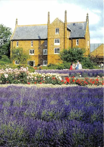 Lot239 uk norfolk lavender caley mill heacham