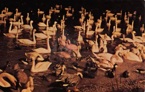 uk4581 swan lake wildfowl trust slimbridge uk