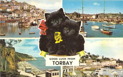 US57 UK UK England Torbay Multi View Cat