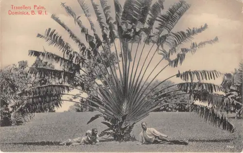 US34 Postkarte Dominica ehemalige Britisch-Westindien Reisende Palm Hotel de Paz