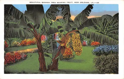 US3542 Bananenbaum trägt Früchte, New Orleans LA.