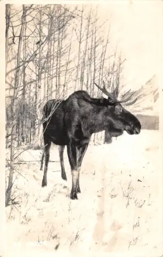 BR103113 Rentier Echtfoto Kanada Tier Animaux