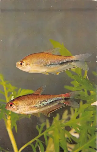 US51 Tiere Fische Neu Kaiser Tetra Nematobrycon Amphiloxus Postkarte