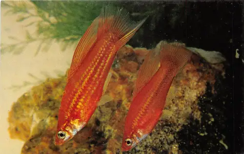 US51 Tiere Fische Hochflossen Schwertschwänze Postkarte
