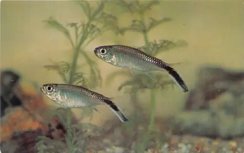 US51 Tiere Fische Hockeyschläger Thayeria Postkarte