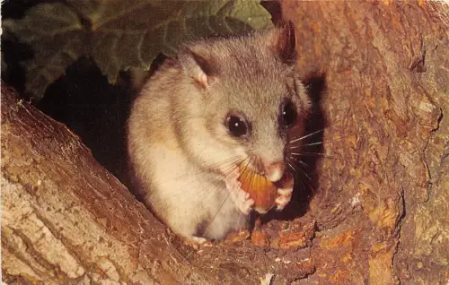 US51 UK Tiere Essbares Dormouse Postkarte