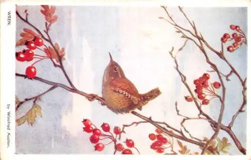 US20 Vogel Postkarte The Wren Nature Serie Valentine