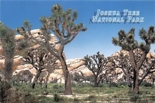 US14 USA Joshua Tree National Park