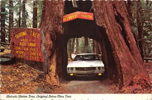 US7 USA Historic Shrine Tree Original Drive-Thru Tree 1981