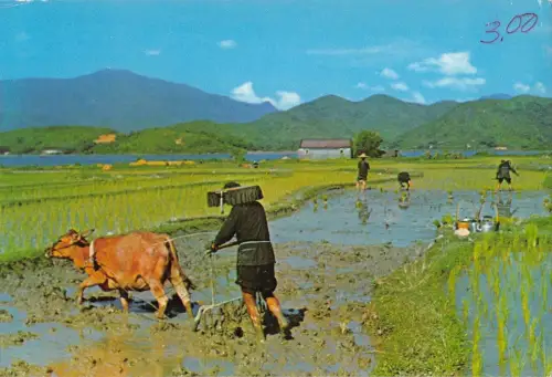 BR100583 die Perle der Orien Typen Folklore Porzellan Hongkong Reiskultur