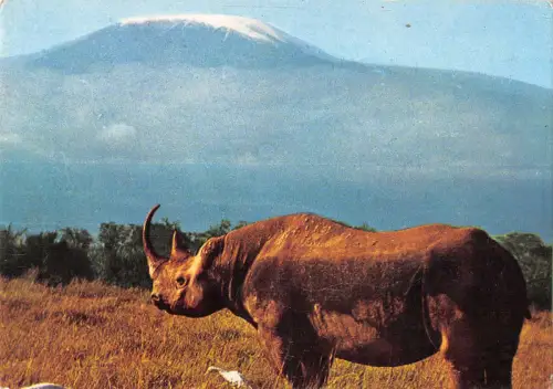 US4824 Rhinoceros Kilimantaro Mountain Panorama Kenia