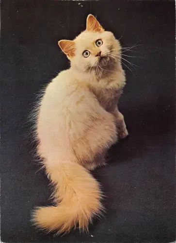 US3988 Khmerkatze Red Point Cat Postkarte