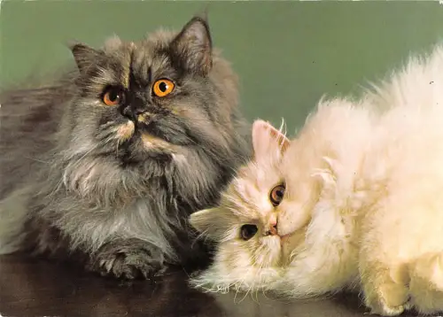 US4041 Perserkatzen Katzen Postkarte