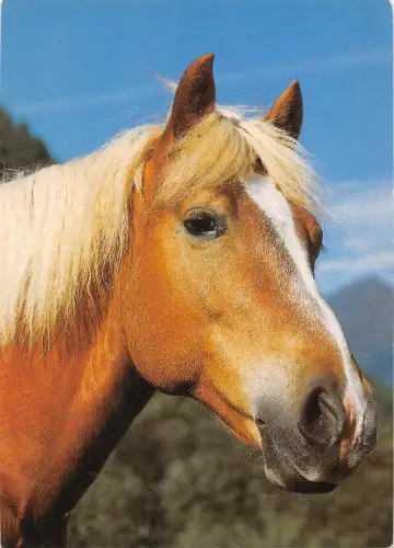 US4221 Haflinger Pferde Pferd Portrait Postkarte
