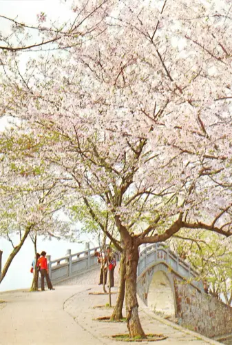 BR102830 Kirschblüten neben Changchun Brücke ewiges Frühling Porzellan