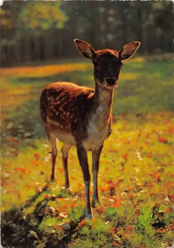 BR89028 Hirsch Cerf Tier Animaux