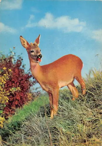 BR89030 Hirsch Cerf Tier Animaux