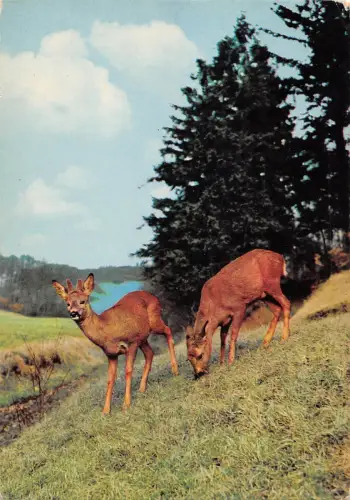 BR89029 Hirsch Cerf Tier Animaux