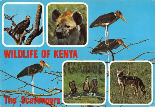 BR100796 Wildlife of Kenya the Aasfresser Hyäne Adler Afrika
