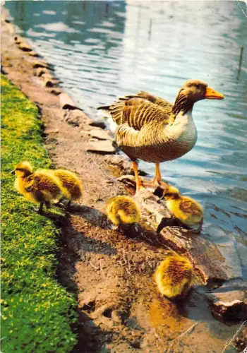 B27224 Oiseaux Ente Türkei Istanbul