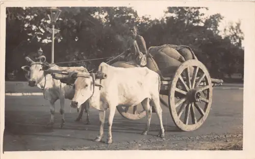 lot385 Indien Stier Kuh Wagen Typen Kostüm