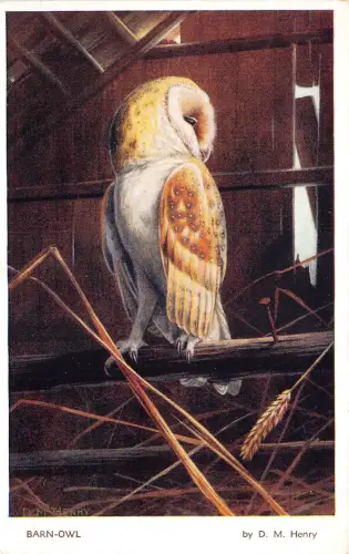 lot393 Schleiereule Künstler D M Henry Valentine Serie 