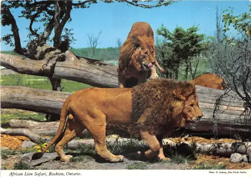 lot396 ontario Rockton Canada African Lion Safari 