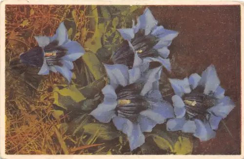 B20170 Entiana Clusii Grossblutiger Enzianblüte