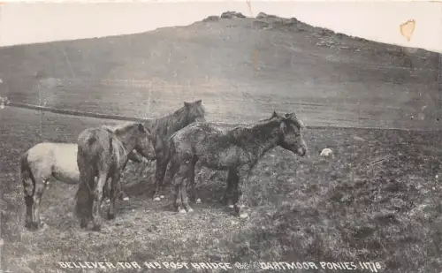 lot399 Bellever tor Dartmoor Ponys Echtfoto
