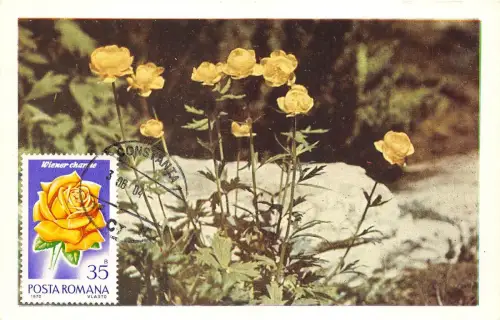 B22942 Fleurs Blumen Rosen Maximum Karte