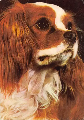 B3343 Rumänien Hund Chien Spaniel Kirg Charles Front/Back Scan