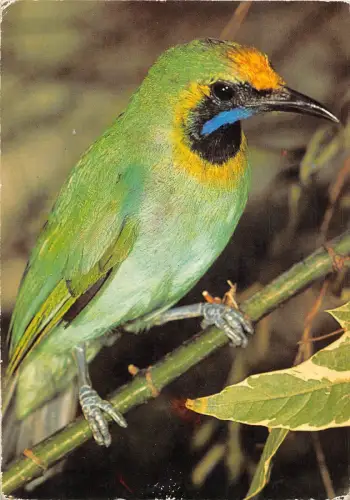 B27556 Vögel Oiseaux Italien