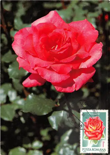 B22915 Fleurs Blumen Rosen Maximal